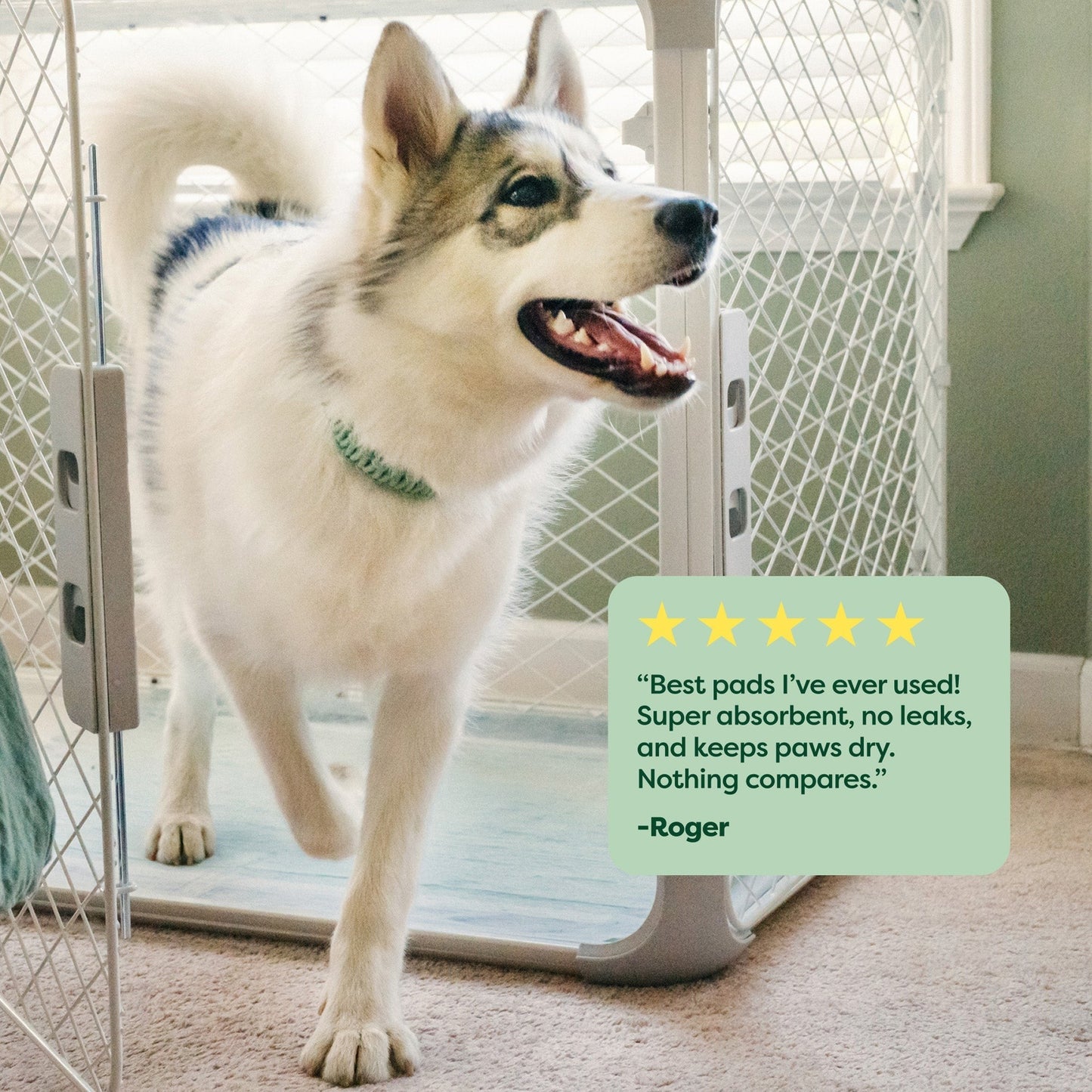 7 Count Trial Pack - Max Absorbency Pee Pads With AbsorbShieldTM+ Technology