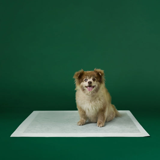 Dog Pee Pads - Ultra Absorbent Training Pads with AbsorbShieldTM+ Technology | 2X Faster Absorption