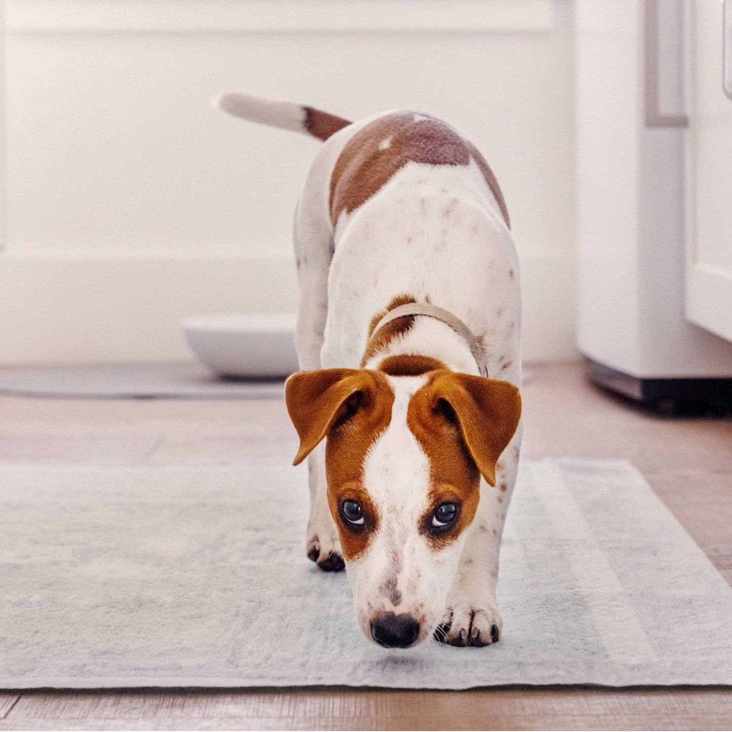 Dog Pee Pads - Ultra Absorbent Training Pads with AbsorbShieldTM+ Technology | 2X Faster Absorption