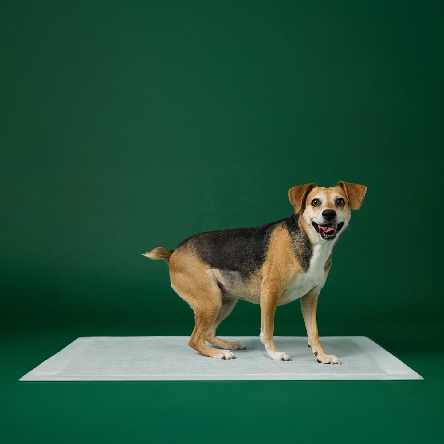 Dog Pee Pads - Ultra Absorbent Training Pads with AbsorbShieldTM+ Technology | 2X Faster Absorption
